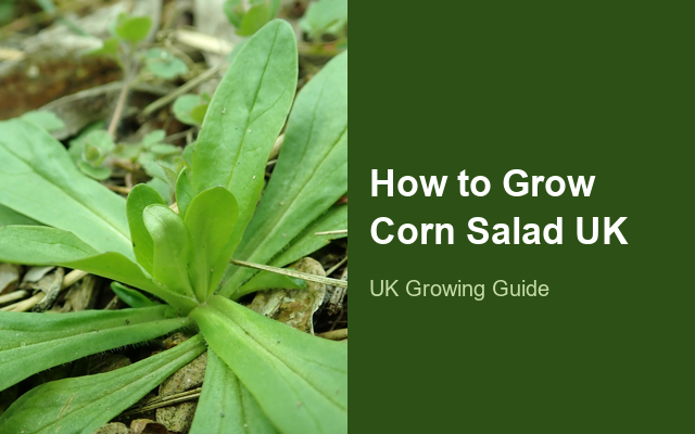 How to Grow Corn Salad (Lamb's Lettuce) UK | Regional Planting Calendar guide thumbnail