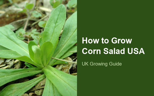 How to Grow Corn Salad (Lamb's Lettuce) USA | Fast Sowing-to-Harvest Guide guide thumbnail