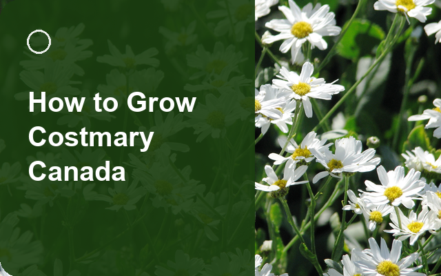 How to Grow Costmary Canada | Planting & Establishment guide thumbnail