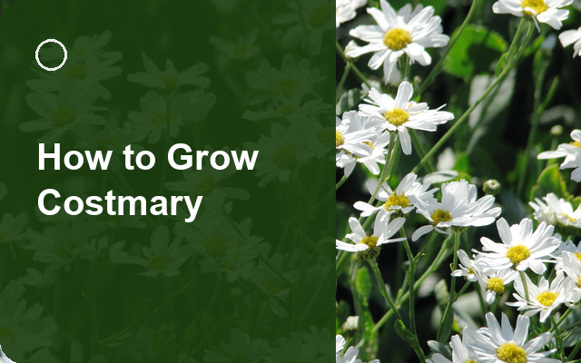 How to Grow Costmary | Planting & Establishment guide thumbnail