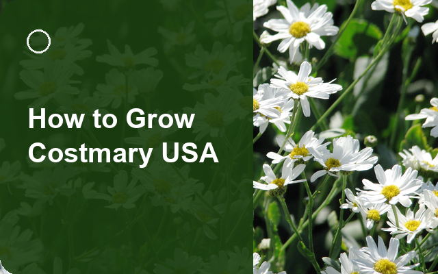 How to Grow Costmary USA | Planting & Establishment guide thumbnail