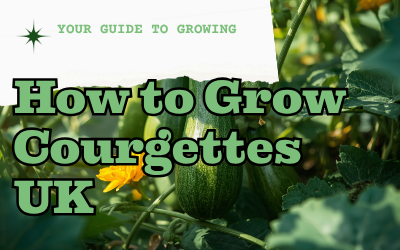 Courgettes guide thumbnail