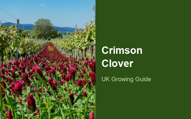 How to Grow Crimson Clovers UK | Regional Planting Calendar guide thumbnail