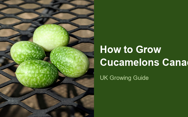 How to Grow Cucamelons Canada | Planting & Establishment guide thumbnail