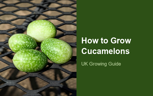 How to Grow Cucamelons | Planting & Establishment guide thumbnail