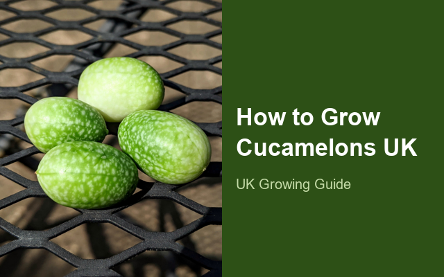 How to Grow Cucamelons UK | Regional Planting Calendar guide thumbnail