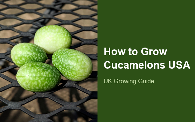 How to Grow Cucamelons USA | Planting & Establishment guide thumbnail
