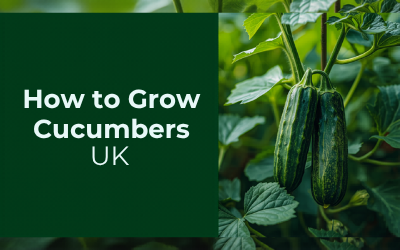 Cucumbers guide thumbnail