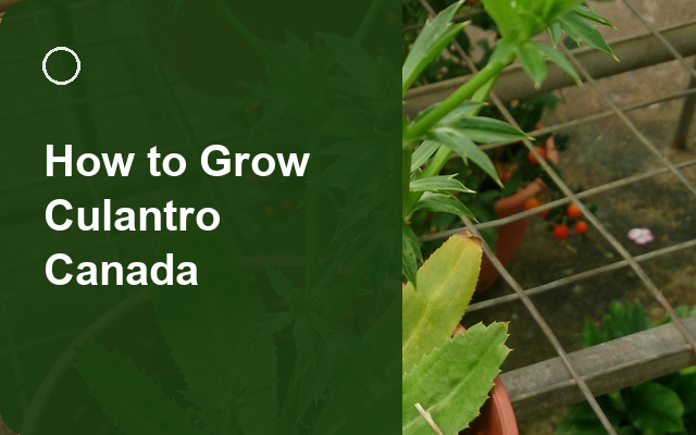 How to Grow Culantro Canada | Planting & Establishment guide thumbnail