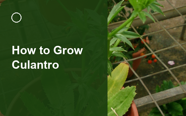How to Grow Culantro | Planting & Establishment guide thumbnail