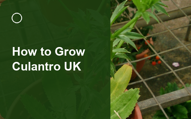 How to Grow Culantro UK | Planting & Establishment guide thumbnail