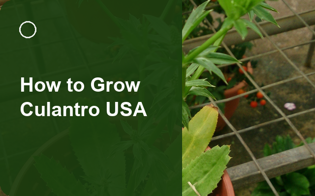 How to Grow Culantro USA | Planting & Establishment guide thumbnail