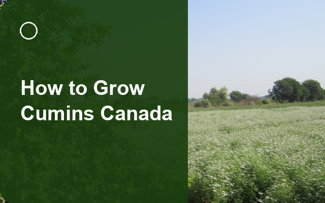 How to Grow Cumins Canada | Complete Growing Guide guide thumbnail