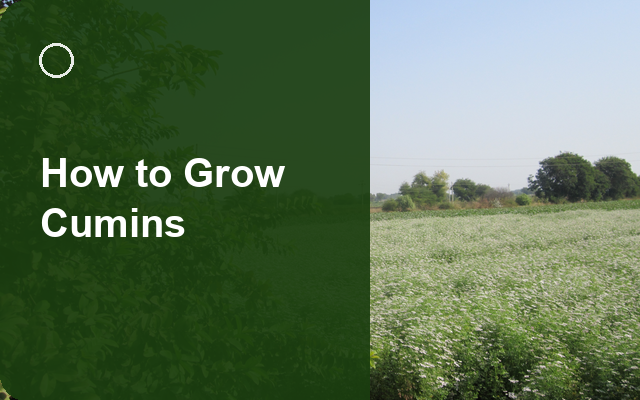 How to Grow Cumins | Complete Growing Guide guide thumbnail
