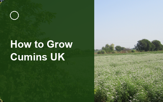 How to Grow Cumins UK | Regional Planting Calendar guide thumbnail