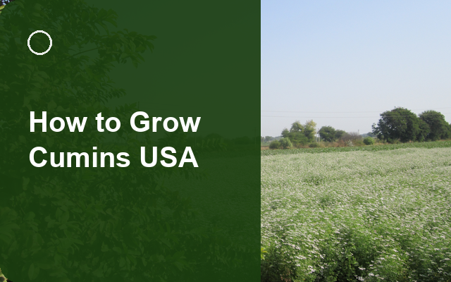 How to Grow Cumins USA | Complete Growing Guide guide thumbnail