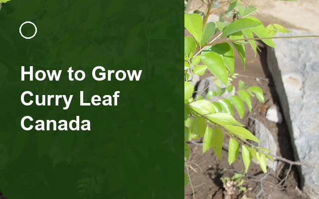 How to Grow Curry Leaf Canada | Planting & Establishment guide thumbnail