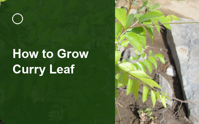 How to Grow Curry Leaf | Planting & Establishment guide thumbnail