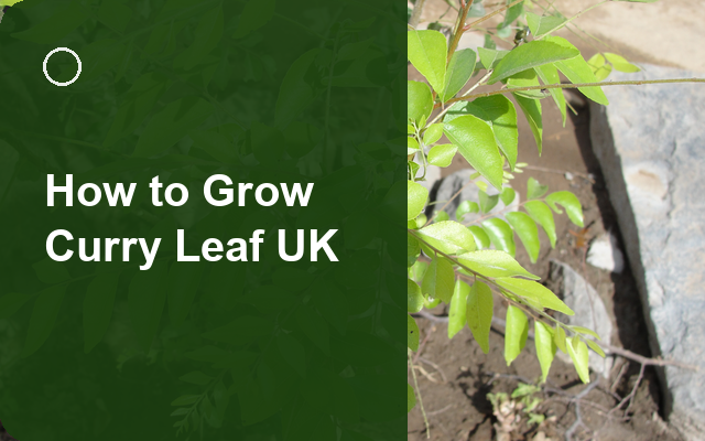 How to Grow Curry Leaf UK | Planting & Establishment guide thumbnail