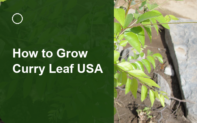 How to Grow Curry Leaf USA | Planting & Establishment guide thumbnail