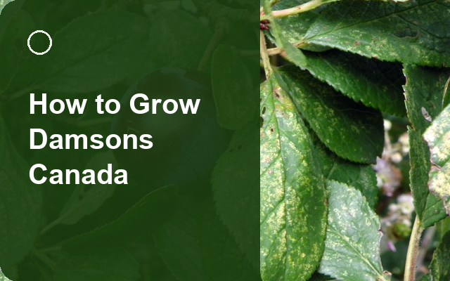 How to Grow Damsons Canada | Care, Pests & Disease Control guide thumbnail