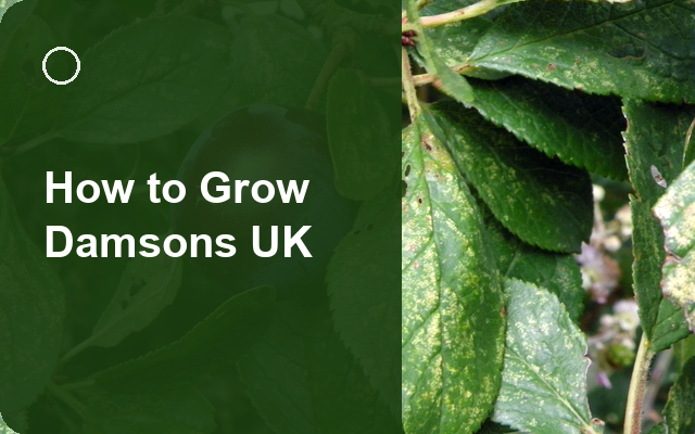 How to Grow Damsons UK | Regional Planting Calendar guide thumbnail