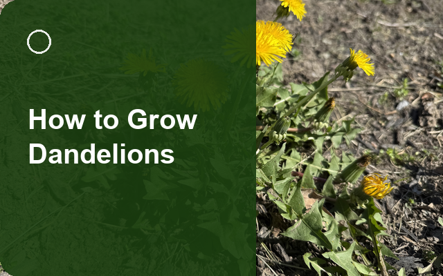 How to Grow Dandelions | Planting & Establishment guide thumbnail