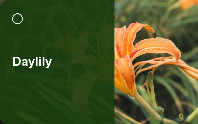 How to Grow Daylilies Canada | Care, Pests & Disease Control guide thumbnail