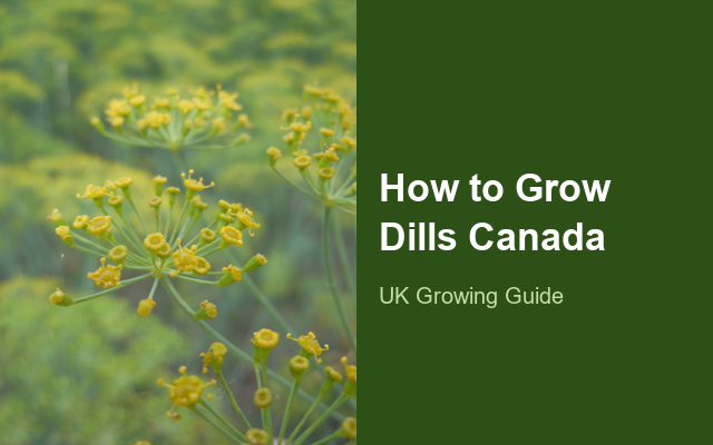 How to Grow Dills Canada | Complete Growing Guide guide thumbnail