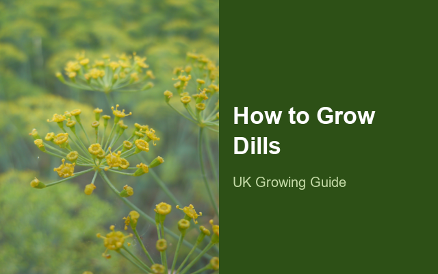 How to Grow Dills | Complete Growing Guide guide thumbnail