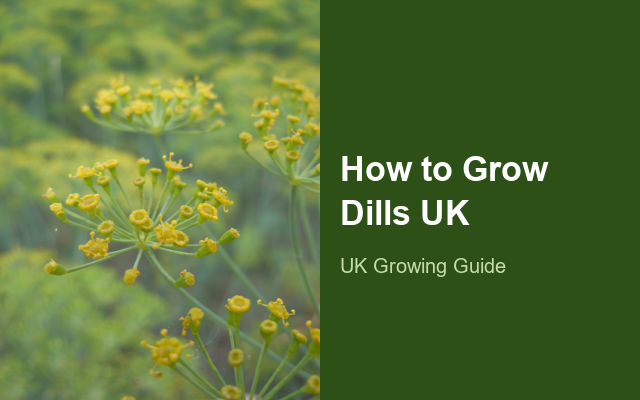 How to Grow Dills UK | Regional Planting Calendar guide thumbnail
