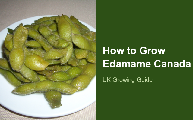 How to Grow Edamame (Soybean) Canada | Complete Growing Guide guide thumbnail