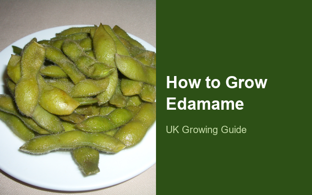 How to Grow Edamame (Soybean) | Complete Growing Guide guide thumbnail