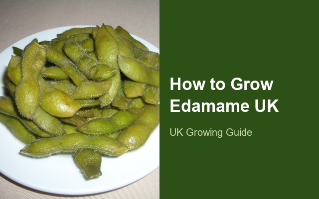 How to Grow Edamame (Soybean) UK | Regional Planting Calendar guide thumbnail