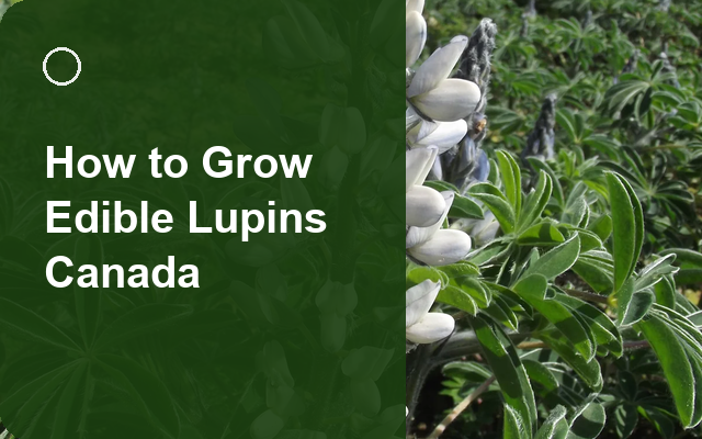 How to Grow Edible Lupins Canada | Care, Pests & Disease Control guide thumbnail