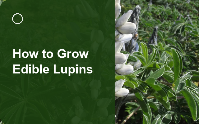 How to Grow Edible Lupins | Care, Pests & Disease Control guide thumbnail