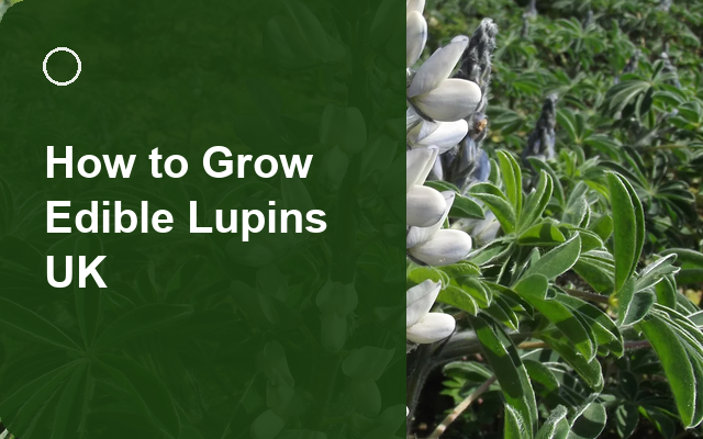 How to Grow Edible Lupins UK | Regional Planting Calendar guide thumbnail