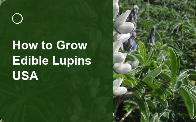 How to Grow Edible Lupins USA | Care, Pests & Disease Control guide thumbnail