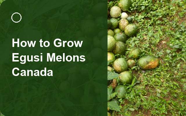 How to Grow Egusi Melons Canada | Full-Season Growing Guide guide thumbnail