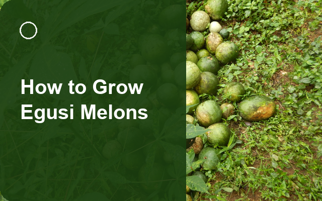 How to Grow Egusi Melons | Full-Season Growing Guide guide thumbnail