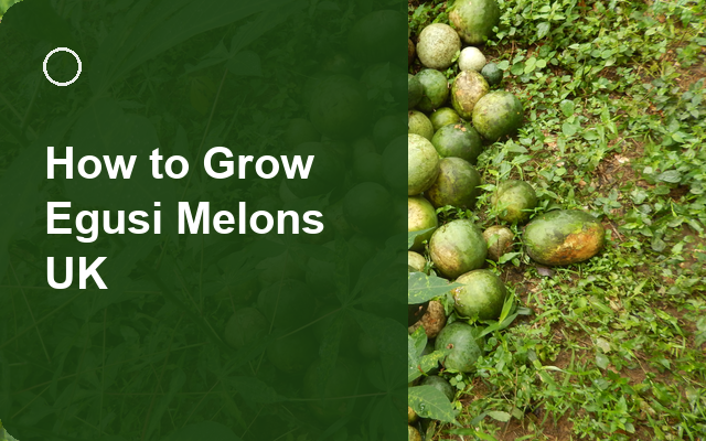 How to Grow Egusi Melons UK | Full-Season Growing Guide guide thumbnail