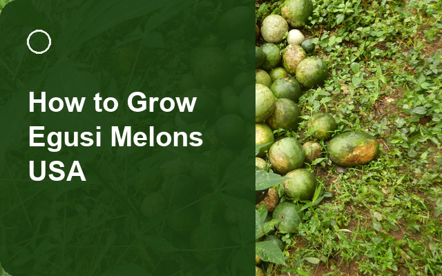 How to Grow Egusi Melons USA | Full-Season Growing Guide guide thumbnail