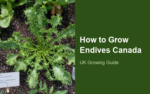 How to Grow Endives Canada | Complete Growing Guide guide thumbnail