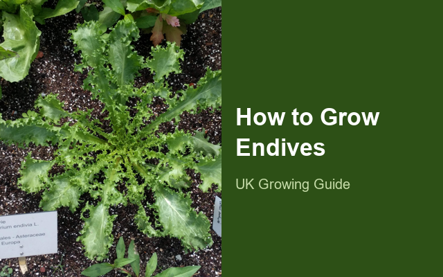 How to Grow Endives | Complete Growing Guide guide thumbnail