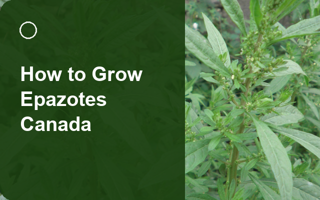 How to Grow Epazotes Canada | Planting & Establishment guide thumbnail