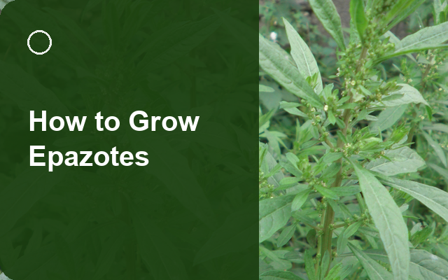 How to Grow Epazotes | Planting & Establishment guide thumbnail