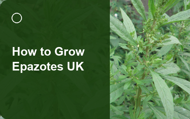 How to Grow Epazotes UK | Regional Planting Calendar guide thumbnail