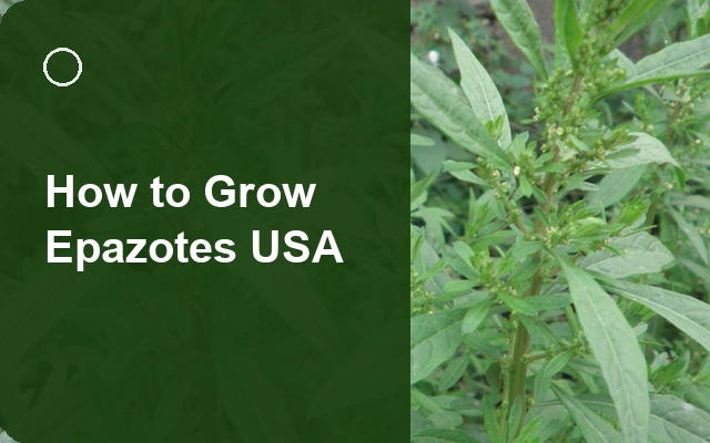 How to Grow Epazotes USA | Planting & Establishment guide thumbnail