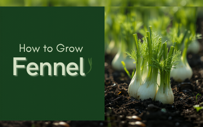 Fennel guide thumbnail