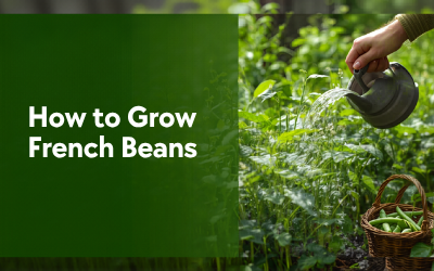 French Beans guide thumbnail